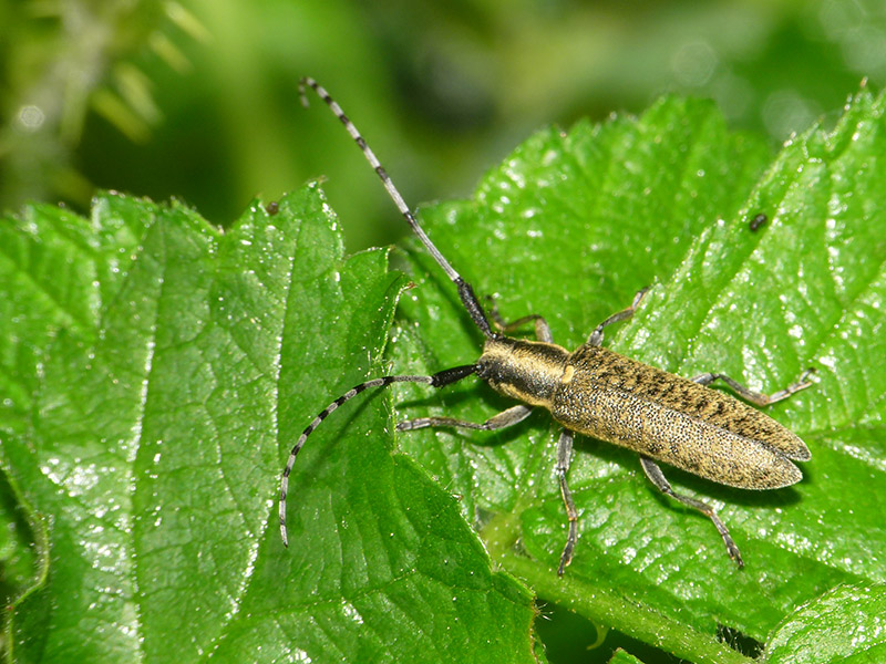 Agapanthia villosoviridescens, Cerambycidae